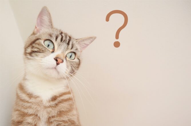 3769729_m 1 | M Virtual(エムバーチャル) - Vライバーマネジメント事務所 Curious tabby cat looking upward with a large brown question mark on a pale background
